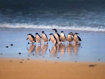 Great Ocean Road Discovery Day Tour